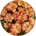 Ma JoJo profile picture